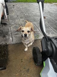 Found/Stray Male Dog last seen Pine Lake, Houston, TX 77024