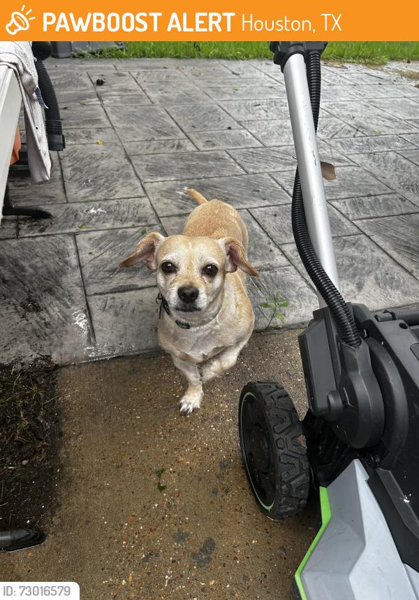 Found/Stray Male Dog last seen Pine Lake, Houston, TX 77024