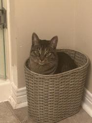 Lost Male Cat last seen Taywood and Turnberry Road, Burlington, ON L7M 4P9