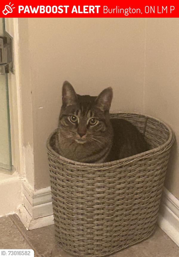 Lost Male Cat last seen Taywood and Turnberry Road, Burlington, ON L7M 4P9
