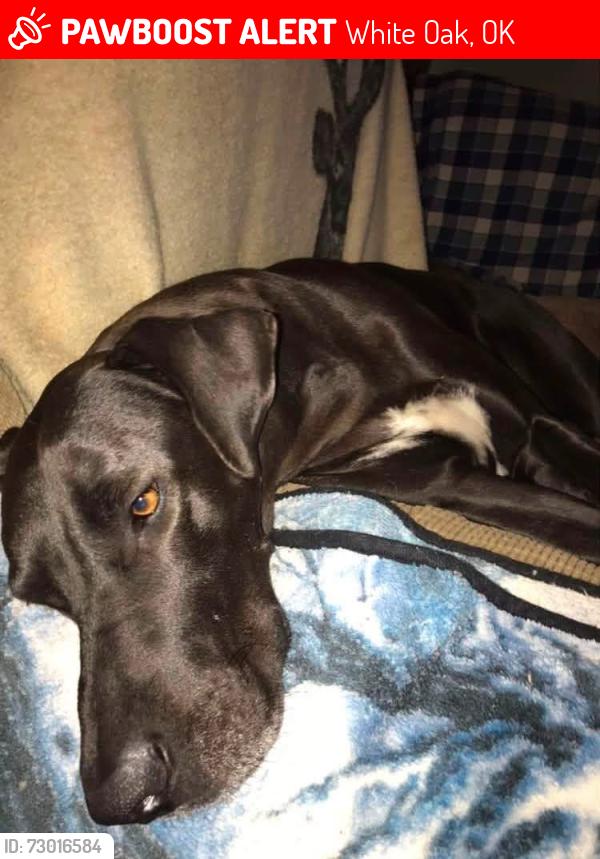 Lost Female Dog last seen White Oak, White Oak, OK 74301