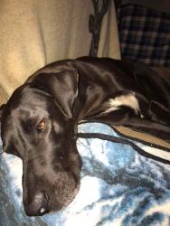 Lost Female Dog last seen White Oak, White Oak, OK 74301