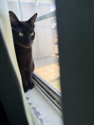Reunited Male Cat last seen Martinho Ave, Tulare, CA 93274, USA, Tulare, CA 93274