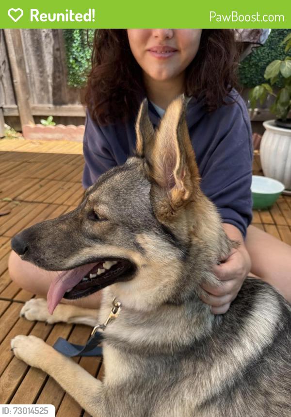 Reunited Female Dog last seen 245th & Hendricks, Lomita, CA 90717