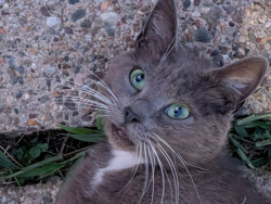 Found/Stray Female Cat last seen Chelsea ests, Wilmington Manor, DE 19720