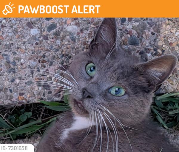 Found/Stray Female Cat last seen Chelsea ests, Wilmington Manor, DE 19720