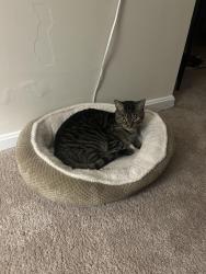 Lost Male Cat last seen Stonehouse, Cascades, VA 20165