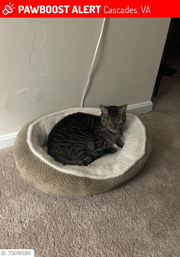 Lost Male Cat last seen Stonehouse, Cascades, VA 20165