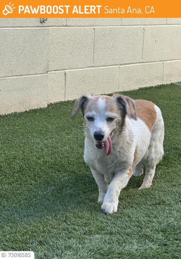 Found/Stray Female Dog last seen Santiago creek trail, Santa Ana, CA 92706