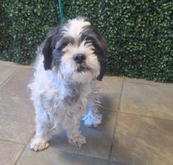 Shelter Stray Female Dog last seen Near Lawson St, CITY of El Paso, TX, 5001 Fred Wilson Ave, El Paso, TX 79906, USA