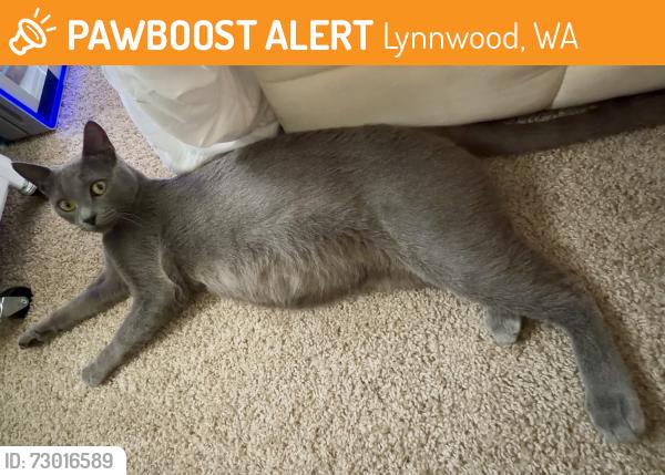 Found/Stray Female Cat last seen Near Lynnwood - not exactly sure / strip center parking lot, Lynnwood, WA 98036