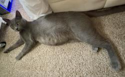 Found/Stray Female Cat last seen Near Lynnwood - not exactly sure / strip center parking lot, Lynnwood, WA 98036