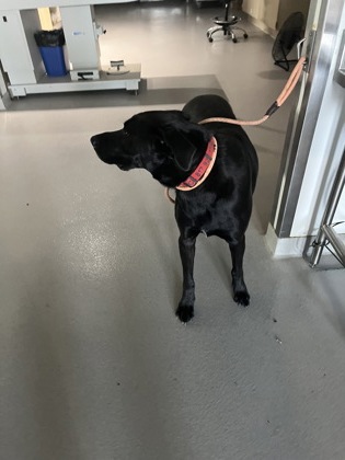 Shelter Stray Male Dog last seen , West District, TX, 355 Hillshire Dr, Haslet, TX 76052, USA