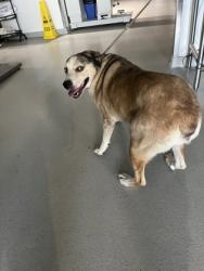 Shelter Stray Male Dog last seen , West District, TX, 355 Hillshire Dr, Haslet, TX 76052, USA