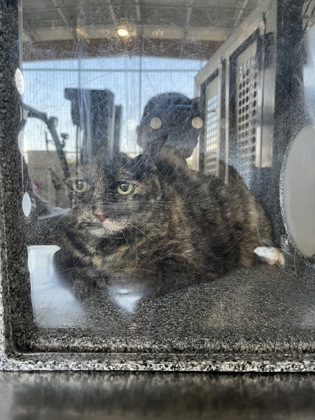 Shelter Stray Unknown Cat last seen , West District, TX, 355 Hillshire Dr, Haslet, TX 76052, USA