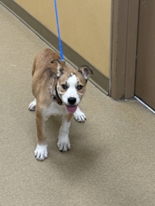 Shelter Stray Female Dog last seen Near oak meadow ln, Desoto, TX, 1150 E Pleasant Run Rd, Cedar Hill, TX 75104, USA