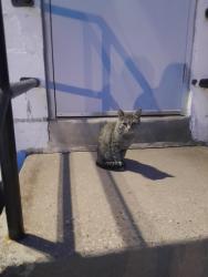 Found/Stray Unknown Cat last seen Lansdowne Veterinary hosp , Lansdowne, PA 19050