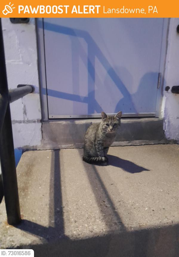 Found/Stray Unknown Cat last seen Lansdowne Veterinary hosp , Lansdowne, PA 19050
