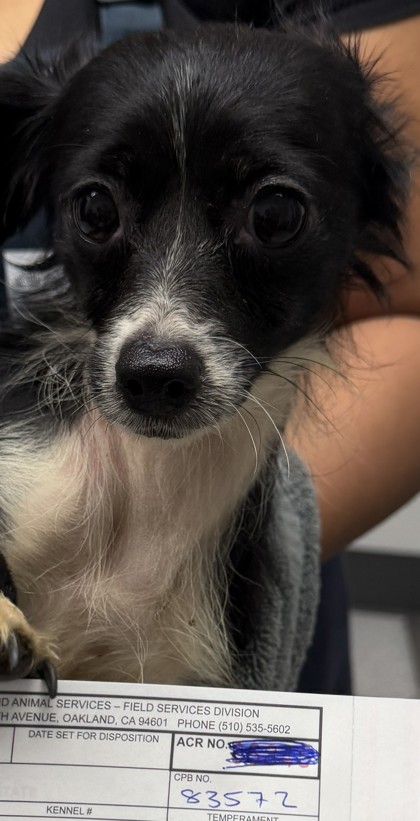 Shelter Stray Female Dog last seen Near 21st Ave, Oakland, CA, 1101 29th Ave, Oakland, CA 94601, USA