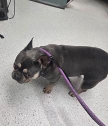 Shelter Stray Female Dog last seen Near Derby Ave, Oakland, CA, 1101 29th Ave, Oakland, CA 94601, USA