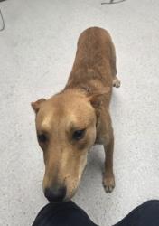 Shelter Stray Male Dog last seen 21st Ave and E24th, Oakland, CA, 1101 29th Ave, Oakland, CA 94601, USA