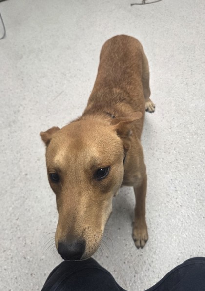 Shelter Stray Male Dog last seen 21st Ave and E24th, Oakland, CA, 1101 29th Ave, Oakland, CA 94601, USA