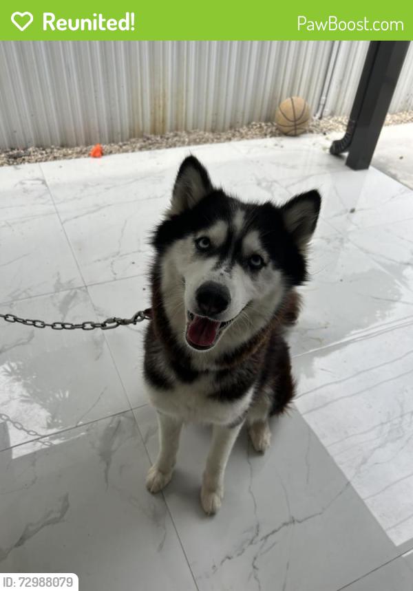 Reunited Female Dog last seen Scott lake , Miami, FL 33169