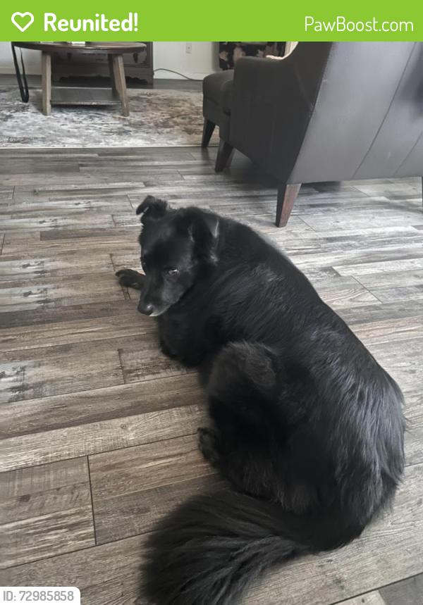 Reunited Female Dog last seen 20th, Battle Ground, WA 98604