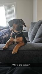 Reunited Female Dog last seen East Johnson Street and ivey lake, Temple, GA 30179