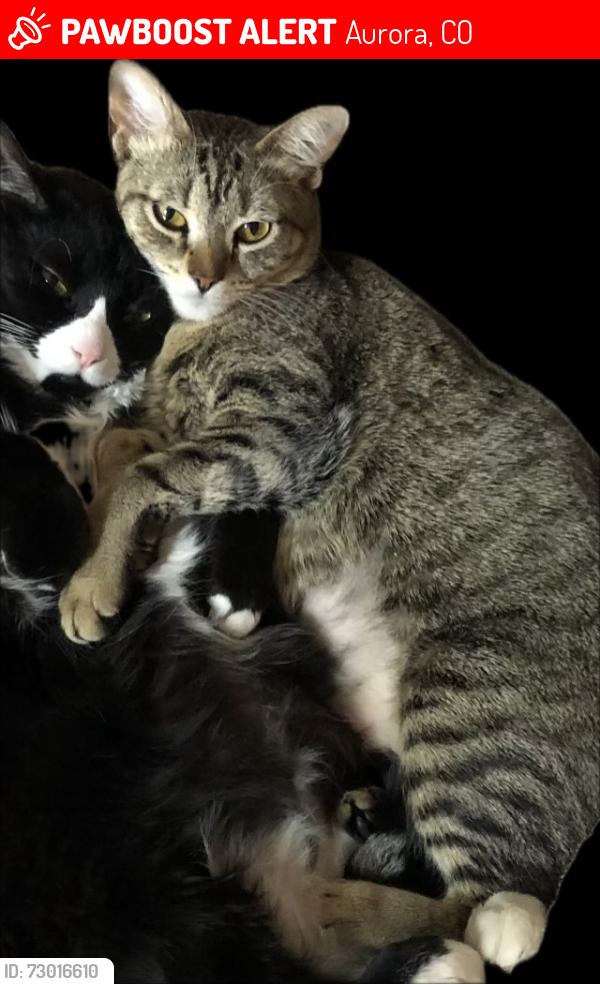 Lost Female Cat last seen 16th & Peoria, Aurora, CO 80010
