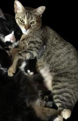 Lost Female Cat last seen 16th & Peoria, Aurora, CO 80010