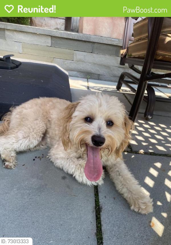 Reunited Female Dog last seen vodden & archdekin , Brampton, ON L6V 3H1