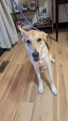 Reunited Female Dog last seen Sommers Road. O'Day Park, O'Fallon, MO 63367