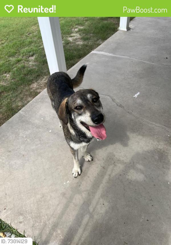 Reunited Male Dog last seen 11th street and Bob little, at Dog Club, Panama City, FL 32401