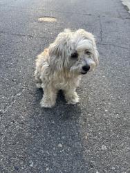 Found/Stray Male Dog last seen Janet St, Riverside, CA 92509