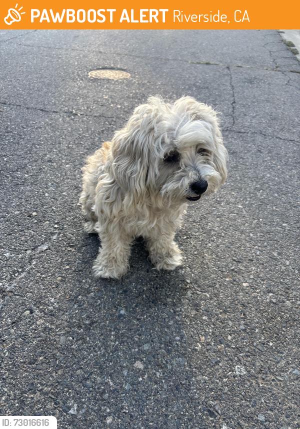 Found/Stray Male Dog last seen Janet St, Riverside, CA 92509
