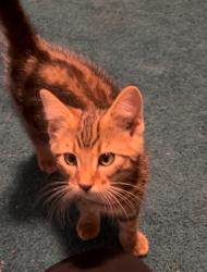 Found/Stray Unknown Cat last seen Annabrook park Dr, O'Fallon, MO 63366