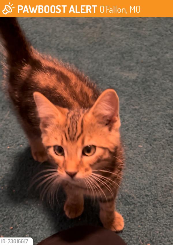 Found/Stray Unknown Cat last seen Annabrook park Dr, O'Fallon, MO 63366