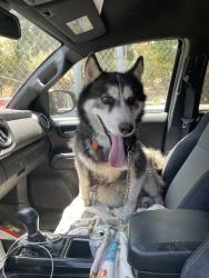 Found/Stray Unknown Dog last seen Ave 52, Los Angeles, CA 90042