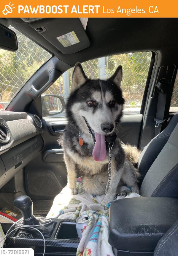 Found/Stray Unknown Dog last seen Ave 52, Los Angeles, CA 90042