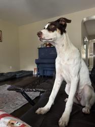 Found/Stray Female Dog last seen Turmoil curve 78254, San Antonio, TX 78254