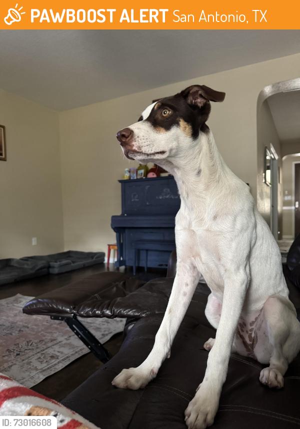 Found/Stray Female Dog last seen Turmoil curve 78254, San Antonio, TX 78254