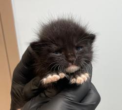 Shelter Stray Male Cat last seen Near Canal Street, San Diego, CA, 92154, 5500 Gaines St, San Diego, CA 92110, USA