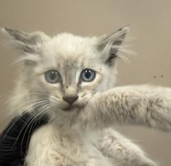 Shelter Stray Male Cat last seen Near Heron Lane, Imperial Beach, CA, 91932, 5500 Gaines St, San Diego, CA 92110, USA