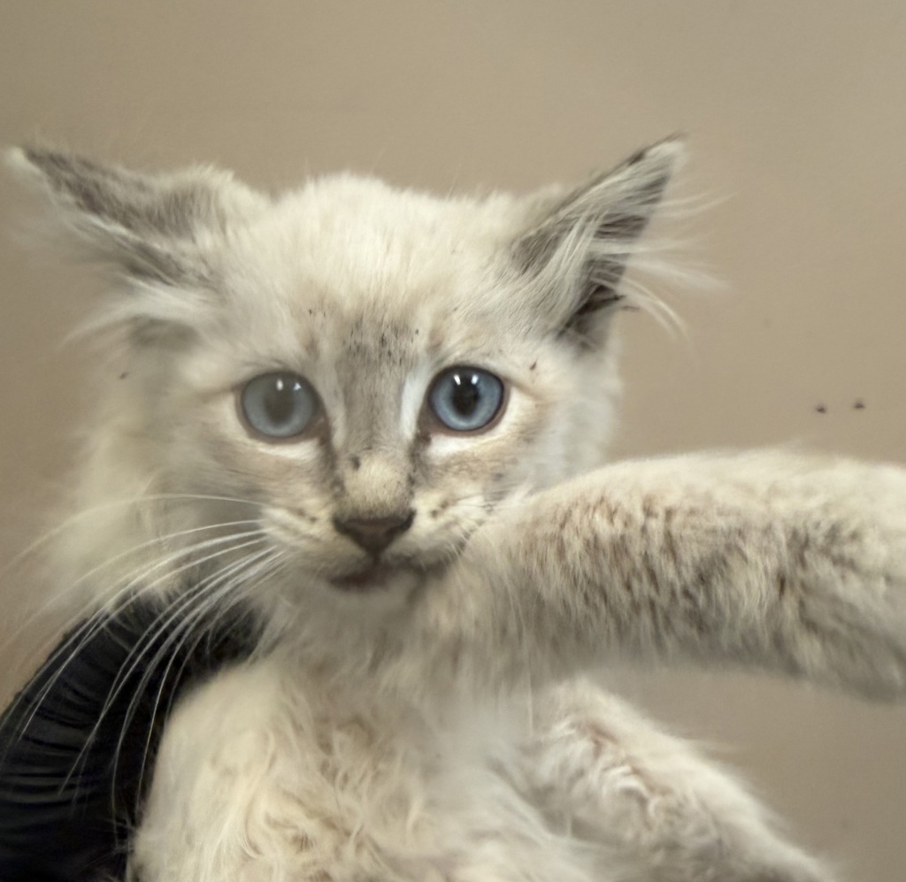 Shelter Stray Male Cat last seen Near Heron Lane, Imperial Beach, CA, 91932, 5500 Gaines St, San Diego, CA 92110, USA