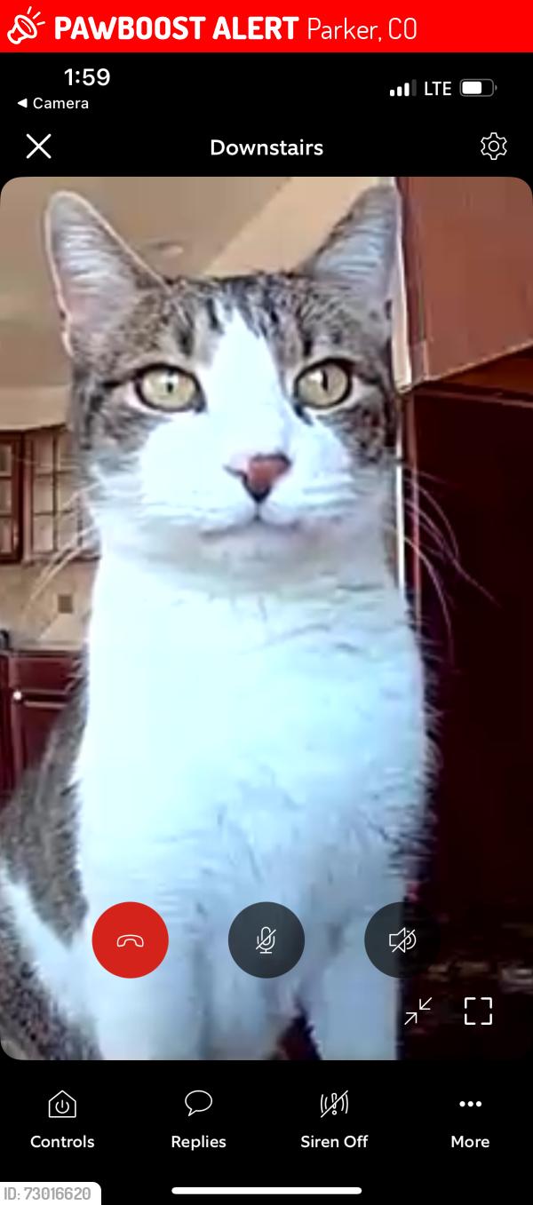 Lost Male Cat last seen Hidden Village, Parker, CO 80134