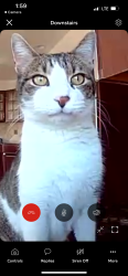 Lost Male Cat last seen Hidden Village, Parker, CO 80134