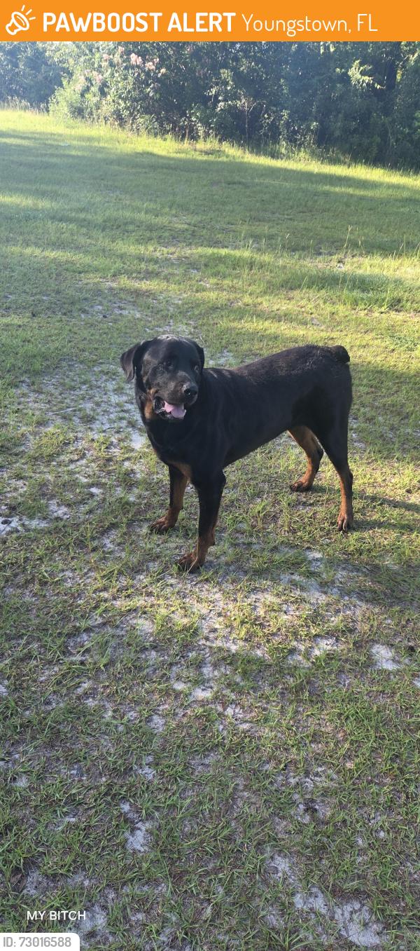 Found/Stray Male Dog last seen Near maci lane youngstown fl , Youngstown, FL 32466