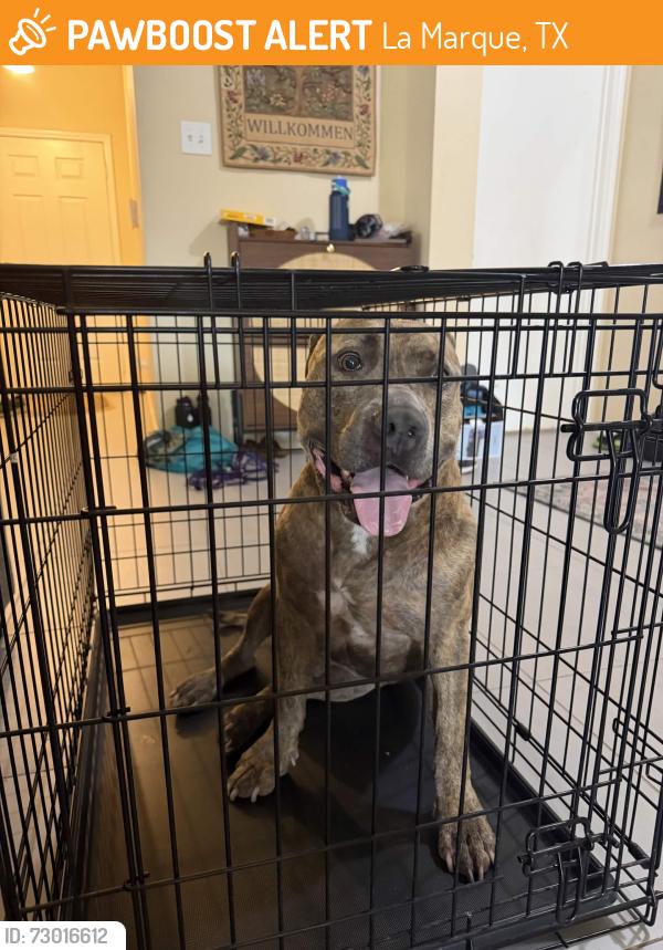 Found/Stray Male Dog last seen Autry rd LaMarque, La Marque, TX 77568