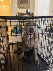 Found/Stray Male Dog last seen Autry rd LaMarque, La Marque, TX 77568